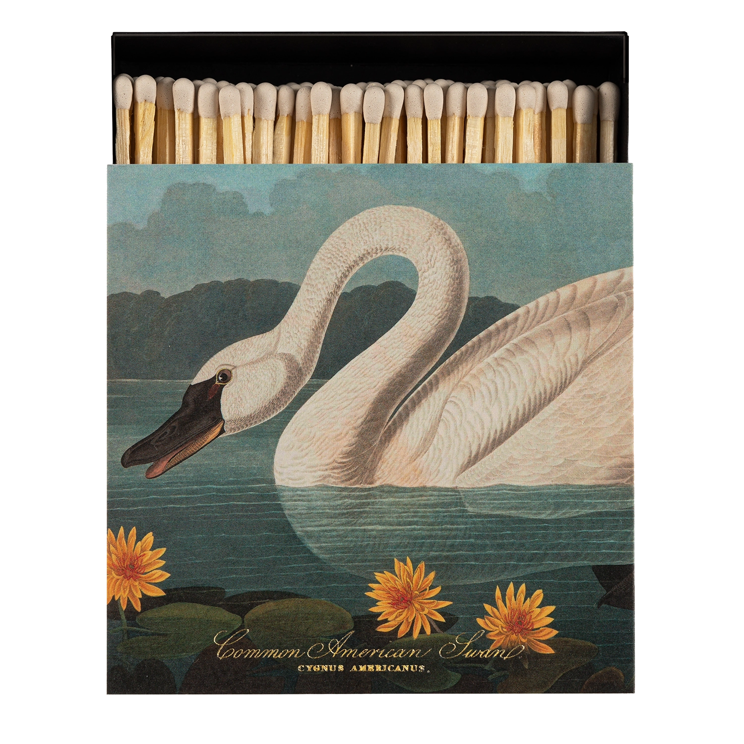 Safety Matches - Common American Swan